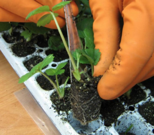 выращивание рассады клубники
